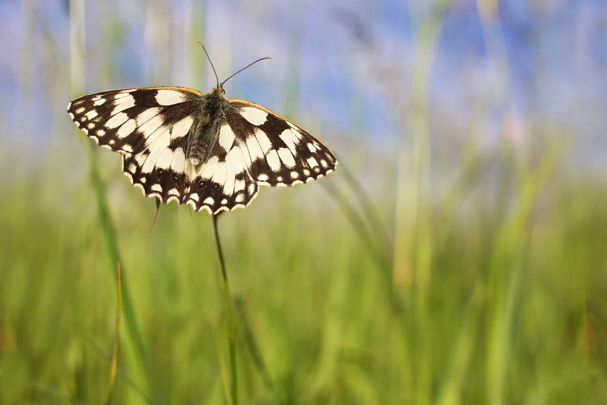 Marbled White 8